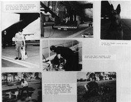 ISTDOGHANDLERS1977